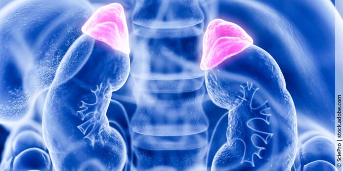 Die 4 Phasen der Nebennierenschwäche: Vom Dauerstress zum Burnout – erkenne, wo du stehst und handle rechtzeitig