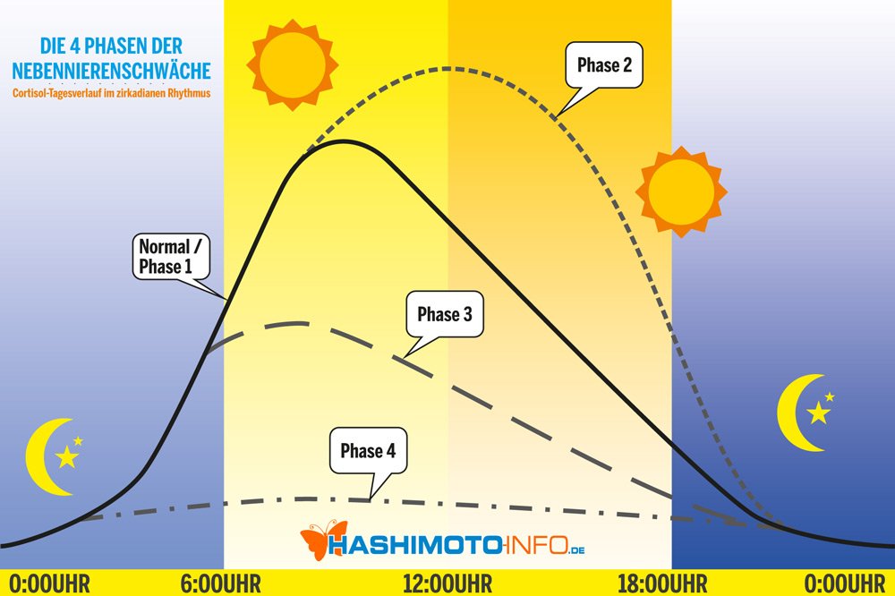 Die 4 Phasen der Nebennierenschwäche: Cortisol-Tagesverlauf im zirkadianen Rhythmus