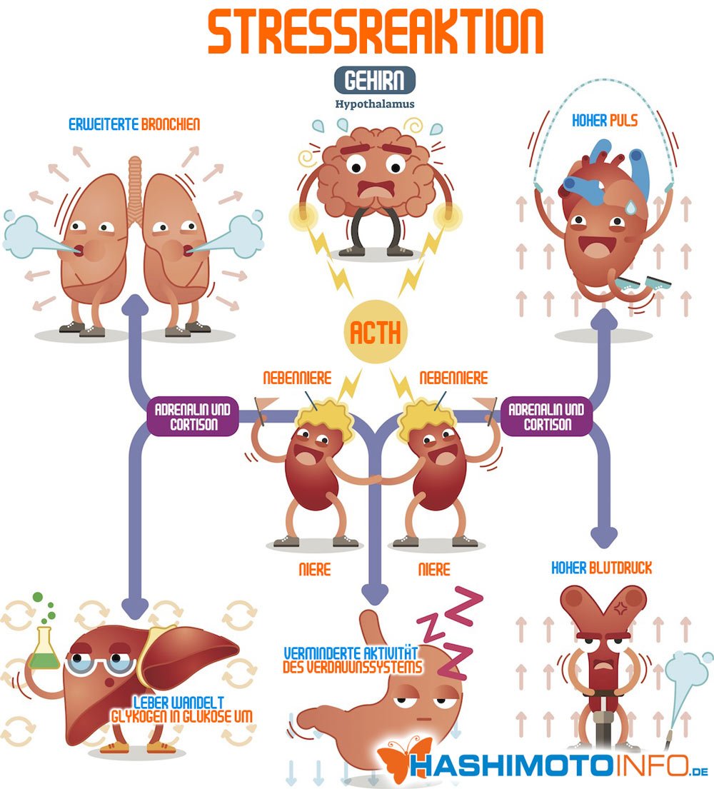 Infografik: Stressreaktion - Vorgänge die bei einer Nebennierenschwäche nicht mehr vollständig ablaufen